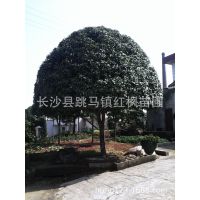 湖南长沙苗圃基地直销园林绿化苗木桂花树 桂花小苗 桂花树批发