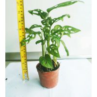 Ӧ걳񣬸߶ȣ26~30ڷ:23~28 cm¶:15漫ͺ