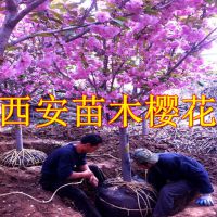 园林绿化工程苗木供应商 西安樱花 绿化樱花大树 周至裕森苗圃