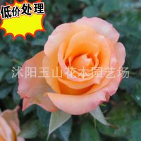 基地批发:盆栽切花玫瑰月季花苗--假日公主,阳台庭院绿植!