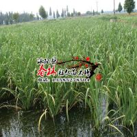 供应水生植物 野茭白 别称 水笋 茭白笋 脚白笋 菰 菰菜 高笋