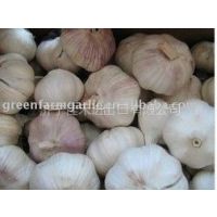 Ӧchinese fresh garlic