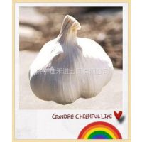 Ӧnew and low price garlic