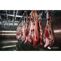 供应批发天莱香牛 牛肉新疆牛肉 安格斯牛肉