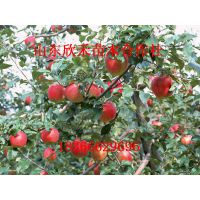 عӦƻ ʼҸƻ ƻ һƻ
