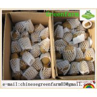 Ӧchinese fresh holland potato for sale