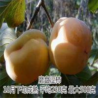 山东果树基地直销次郎甜柿子苗 柿子树苗品种规格齐全