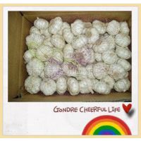 Ӧgarlic in china for sale