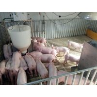 仔猪液态宝--智能化液态饲料饲喂器,河顺股份荣誉出品