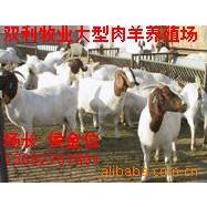 优质育肥肉羊品种 纯种小山羊小绵羊 成年羊 种公羊 肉羊养殖技术