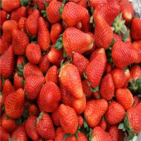 草莓苗 哪里有卖的 草莓苗多少钱一棵 哪里的品种好 山东种植基地 当年生脱毒大棚种苗