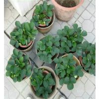 草莓苗新品种妙香七号草莓苗 ***妙香7号草莓苗 高产量妙香草莓苗