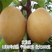 籨