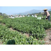 微波杀青机电加热，云南茶叶杀青机，四川雅安宜宾小型制茶设备