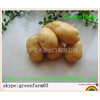 Ӧchinese fresh and delicious holland potato