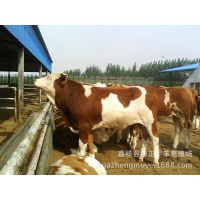 西门塔尔小牛犊多少钱一头，云南哪有牛犊卖？