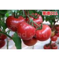 【莱德系列】进口粉果番茄种子-莱德211