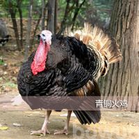  Ӧ  ͭ ͭ