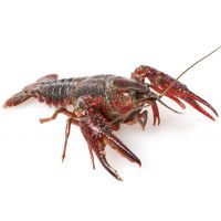 农大供应高产鳌虾、小龙虾种苗