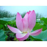 安新县嘉祥水生植物种植有限公司