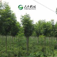 基地供应 工程绿化栾树苗木 多种耐旱易成活栾树 规格齐全