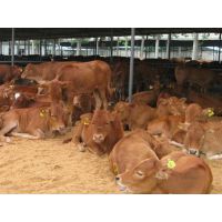 养牛饲养育肥小牛犊养殖场是益发牧业购买小牛苗