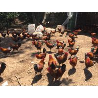 渭南土鸡苗，长期供应秦香土鸡