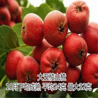 壹棵树农业苗圃大量销售嫁接大金星山楂树苗价格优惠 1年结果