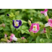 喜光植物的【山东青州夏堇种植基地价格】