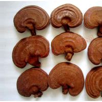 椴木灵芝东岳泰山赤灵芝 灵芝的食用方法 赤灵芝价格 山东灵芝基地 灵芝统货 赤灵芝批发