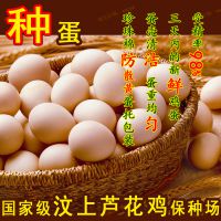 芦花鸡 种蛋 受精蛋 孵化鸡苗 纯种 汶上芦花鸡蛋 山东 土鸡 柴鸡