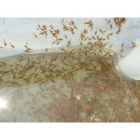 买龙虾苗到正规龙虾苗繁育基地品质好今日小龙虾苗价格免费送上门免费提供养殖技术