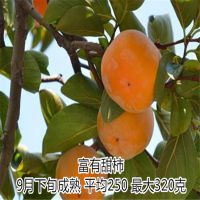 果树苗 嫁接柿子苗 壹棵树农业柿子苗价格优惠 成活率达*** 2年结果