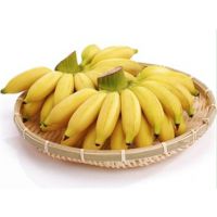供应优良新品种金粉1号粉蕉苗皇帝蕉又称贡蕉 正品
