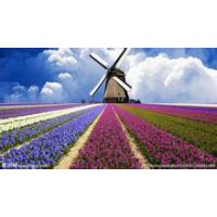 确保质量的【山东青州薰衣草种植基地价格】