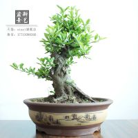 xinyi׮辰꿪ⳣ