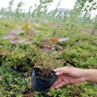 出售二年生蓝莓苗 品种齐全价格低廉 山东蓝莓树苗种植基地