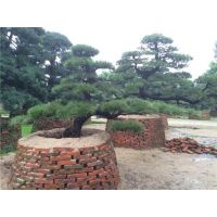 买罗汉松(图)、大黑松罗汉松批发、宝山罗汉松批发