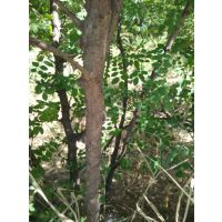 供应各种规格花椒树木根 树杆10万枝