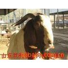 纯种肉羊波尔山羊种公羊 育肥肉羊苗 成年羊 波尔山羊育肥快技术