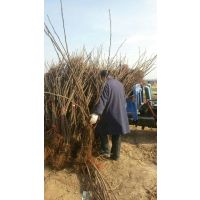 山东青皮无花果，青皮无花果价格