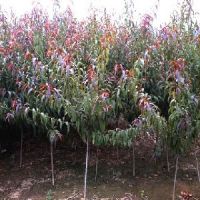 供应山东易种植的红叶碧桃苗