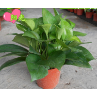 批发盆栽室内植物 防电脑辐射绿植净化空气110#青叶绿萝
