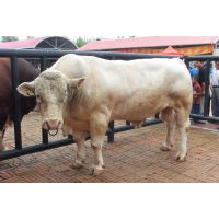湖南夏洛莱养殖 西门塔尔牛繁殖 牛苗价格 肉牛犊价格 小黄牛价格