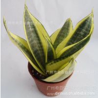 Ӧ߶Ҷβ߶ȣ16~25  ڷ10cm¶:10治ͺ