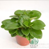Ӧ߶ȣ20~25 ڷ:18~25 cmA110Ҷ¶:8治ͺ