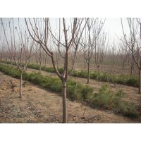 吉塞拉矮化樱桃树苗哪里有 吉塞拉砧木结果早 产量高