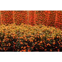 深圳宝安年桔批发私人定制可开增值税票18124606699