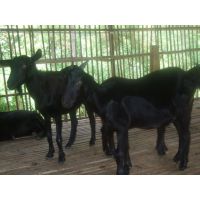 优质品种努比亚黑山羊羊羔  生长速度快  体质性能好  肉的品种好