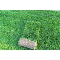 ݸ
